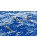 CÔTE NORD CARAÏBE & ROUTE DES DAUPHINS