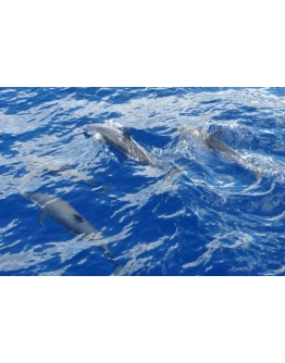 CÔTE NORD CARAÏBE & ROUTE DES DAUPHINS (Journée)