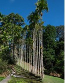 MARTINIQUE PASS LIBERTE NORD