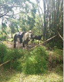 Horseback riding