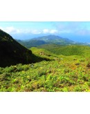 Volcano Hike South Basse Terre 