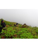 South of Basse Terre and volcano hike