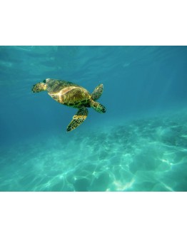 BAPTÊME PLONGÉE SOUS-MARINE