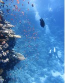 SCUBA DIVING