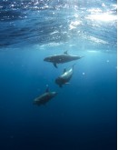Meet cetaceans
