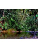 4x4 South Basse-Terre Hike 
