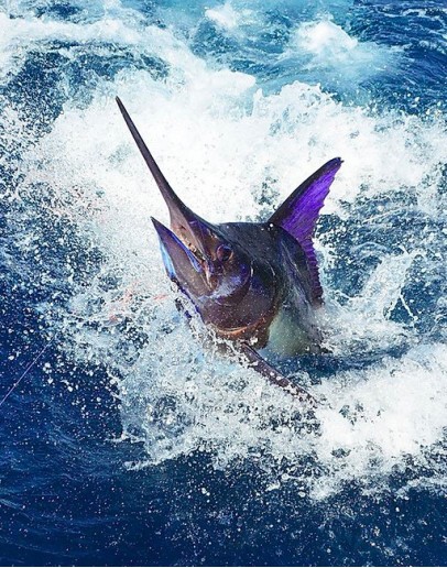 GUADELOUPE PECHE AU GROS