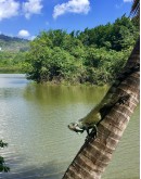 GUADELOUPE ADVENTURE SOUTH 4X4
