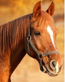 Horseback riding