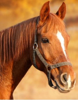 Horseback riding