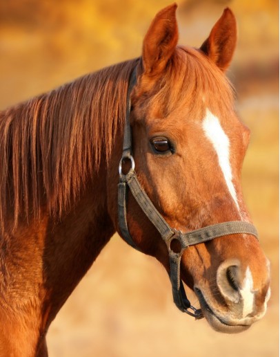 Horseback riding