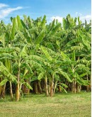 GUADELOUPE AVENTURE Sud Basse Terre 4x4