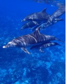 Meet cetaceans