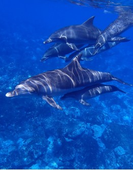 Meet cetaceans
