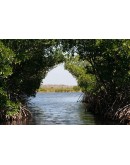 Mangrove fishing
