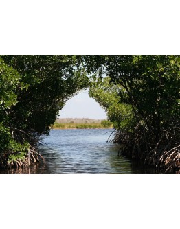 Pêche à la ligne dans la mangrove