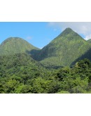 NORD Caraïbes et botanique