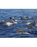 DOLPHINS AND CETACEANS