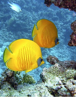Underwater Vision (Morning)