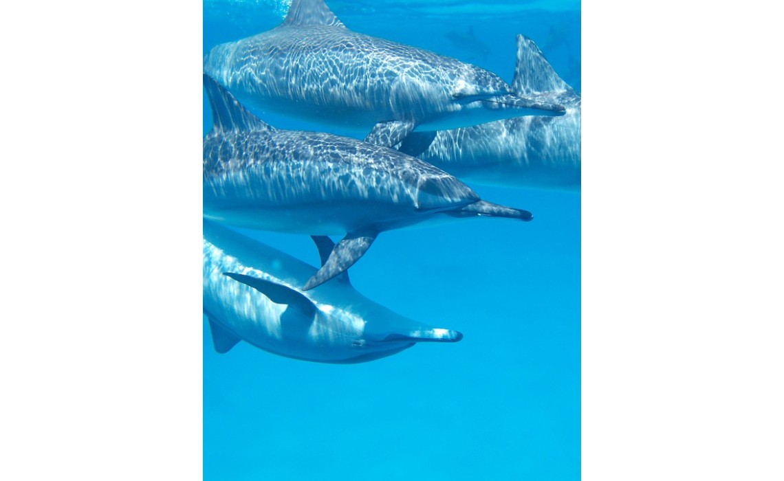 Dauphins, Tortues et fonds Coralliens en Martinique : le guide complet pour vivre la mer autrement