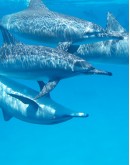 DOLPHINS AND CETACEANS
