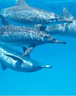 SORTIE DAUPHINS ET CETACES