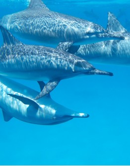 DOLPHIN MARTINIQUE