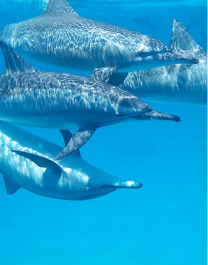 DOLPHINS AND CETACEANS