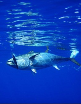 Sport fishing / Half day